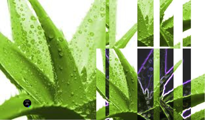 Aloé vera image usb 02