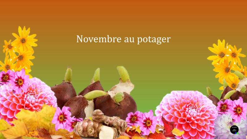 Novembre au potager.