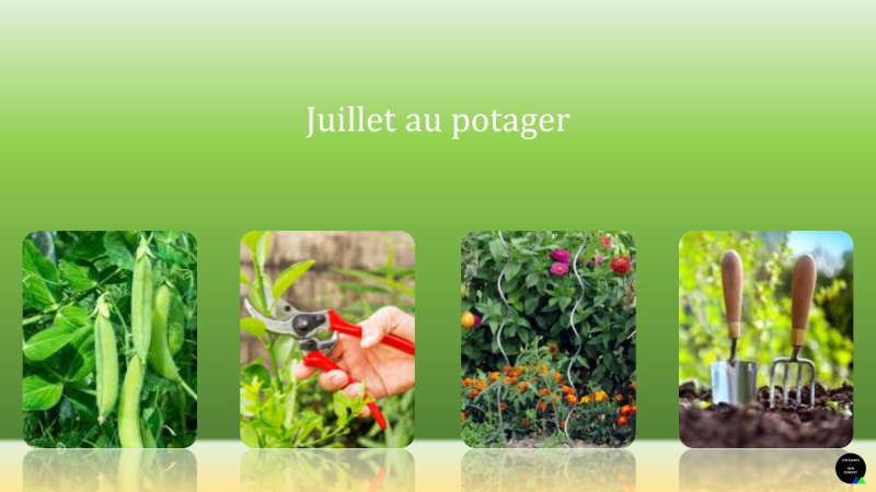 Juillet au potager.