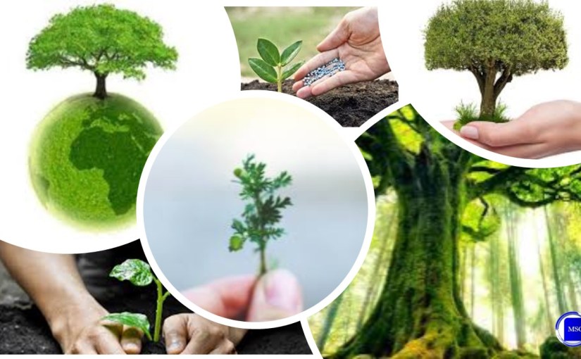 Planter 1 000 milliards d’arbres pour anéantir au moins dix années d’émis­sions et désenrayer la marche du réchauffement&nbsp;climatique.