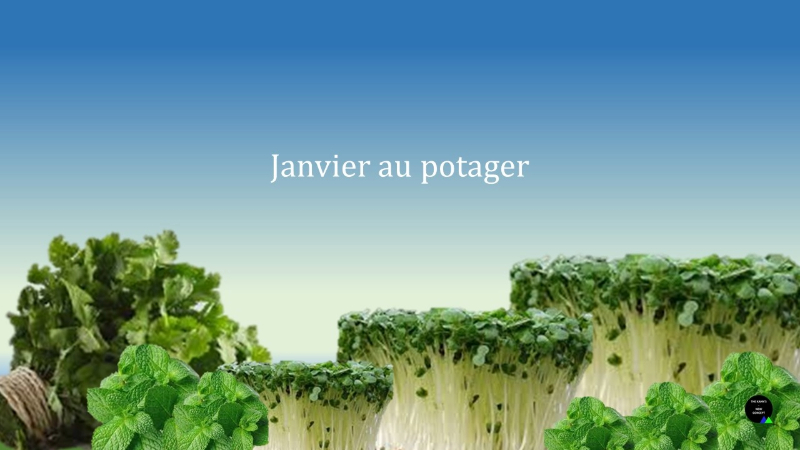 Janvier au potager.