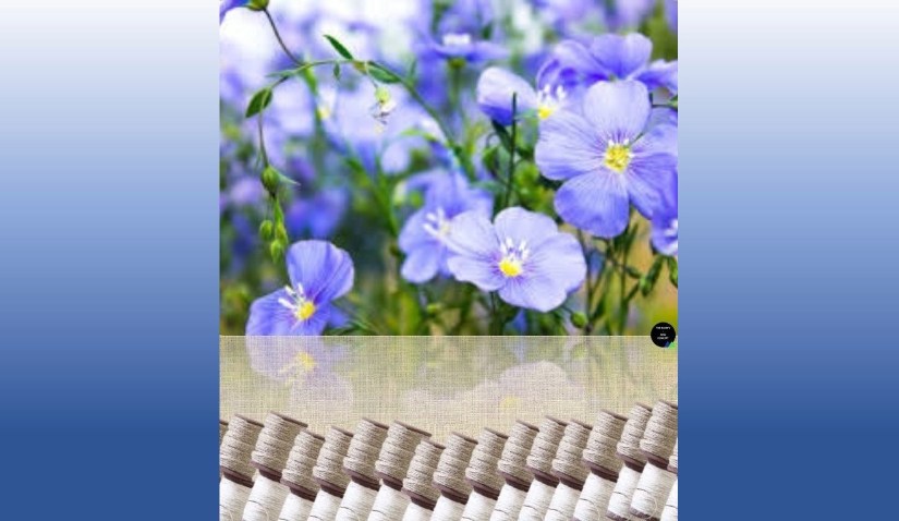 Le lin &laquo;&nbsp;made in Belgium&nbsp;&raquo; pourrait révolutionner les industries du&nbsp;textile.