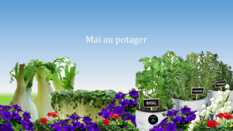 Mai au potager